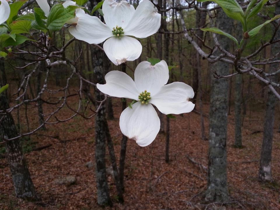 dogwood.jpg