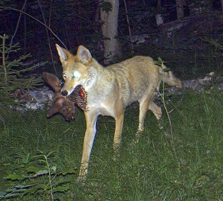 coyote with deer head.jpg